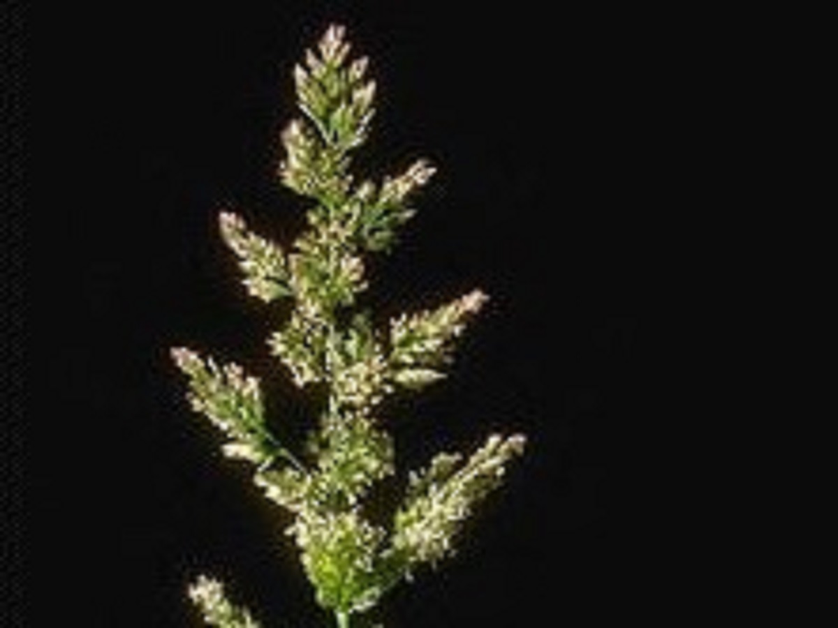 Polypogon viridis (Poaceae)